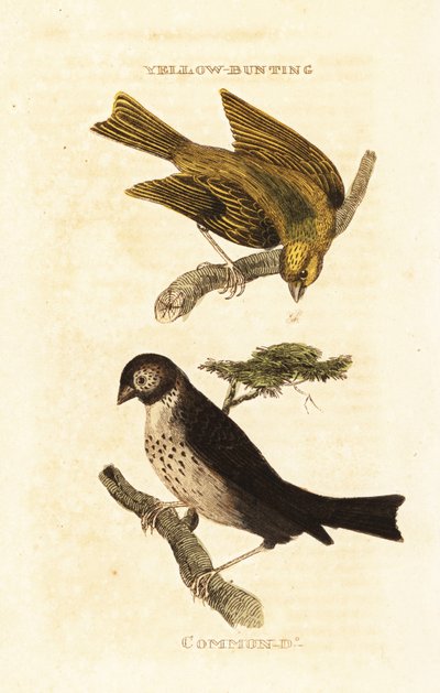 Japanese Yellow Bunting and Corn Bunting by Edward Donovan