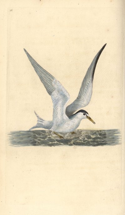 Lesser or little tern, Sternula albifrons. Handcoloured copperplate drawn and engraved by Edward Donovan from his own Natural History of British Birds, London by Edward Donovan