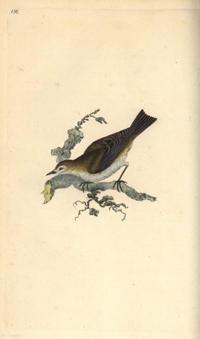 Lesser Pettychaps by Edward Donovan