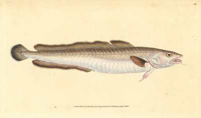 Ling Fish by Edward Donovan