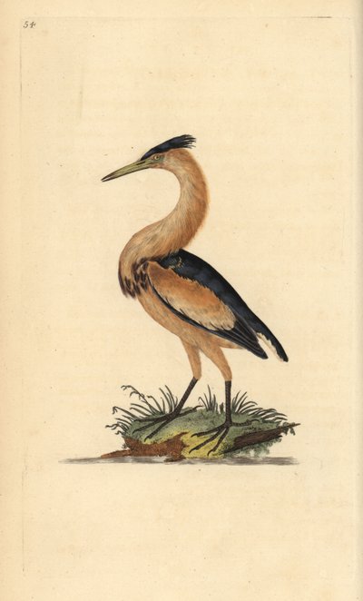 Little Bittern, Ixobrychus minutus. Handcoloured copperplate from Natural History of British Birds, London by Edward Donovan