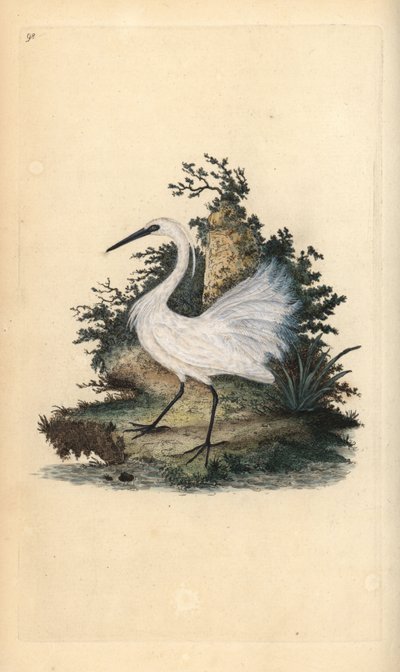 Little Egret, Egretta Garzetta. Handcoloured Copperplate Drawn and Engraved by Edward Donovan from His Own 