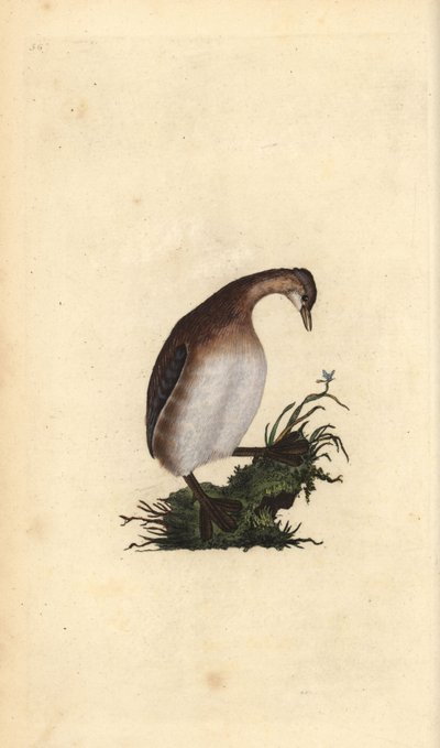 Little Grebe, Tachybaptus ruficollis. Handcoloured copperplate from Natural History of British Birds, London by Edward Donovan