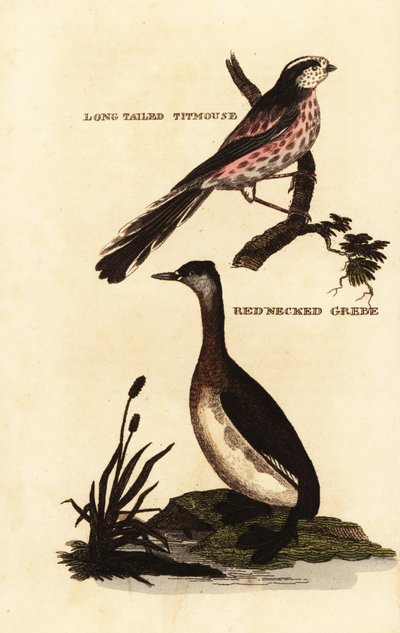Long-tailed Tit and Red-necked Grebe by Edward Donovan