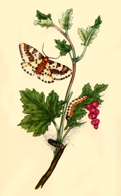 Magpie or Currant Moth: Phalaena grossulariata by Edward Donovan