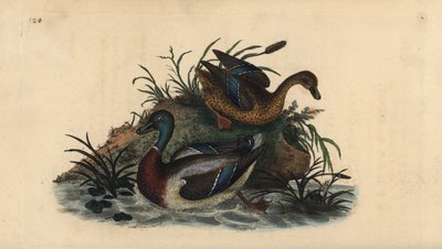 Mallard ducks, Anas platyrhynchos, male and female pair by Edward Donovan