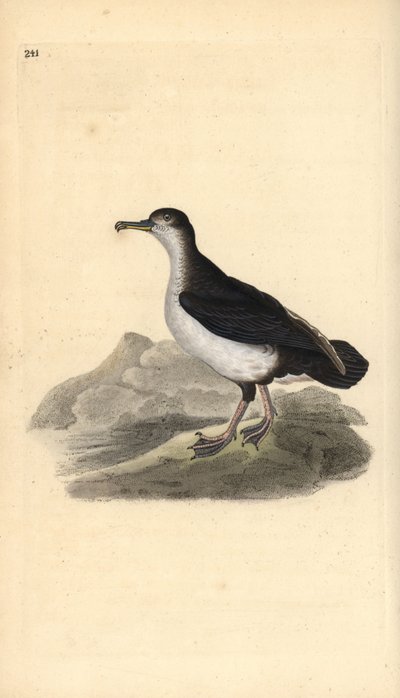 Manx shearwater, Puffinus puffinus by Edward Donovan