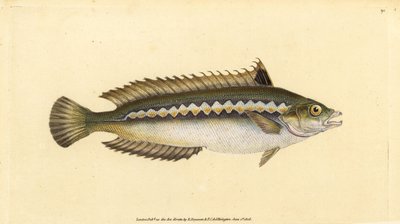 Mediterranean rainbow wrasse, Coris julis by Edward Donovan