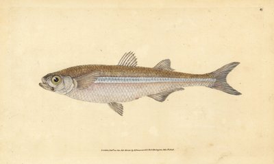 Mediterranean Sand Smelt or European Atherine, Atherina hepsetus. Handcoloured Copperplate Drawn and Engraved by Edward Donovan from His Natural History of British Fishes, Donovan and F.C. and J. Rivington, London by Edward Donovan