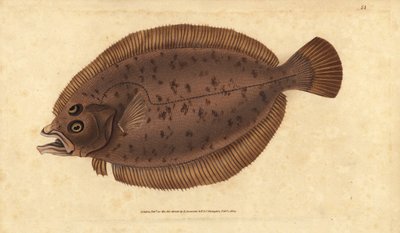 Megrim or Whiff, Lepidorhombus whiffiagonis (Pleuronectes megastoma). Handcoloured Copperplate Drawn and Engraved by Edward Donovan from His Natural History of British Fishes, Donovan and F.C. and J. Rivington, London by Edward Donovan