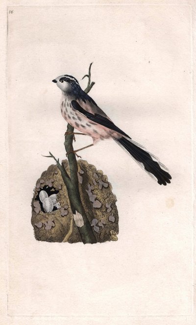 Long-tailed Tit, Aegithalos caudatus. Copper engraving by Edward Donovan, published in Natural History of British Birds, London by Edward Donovan