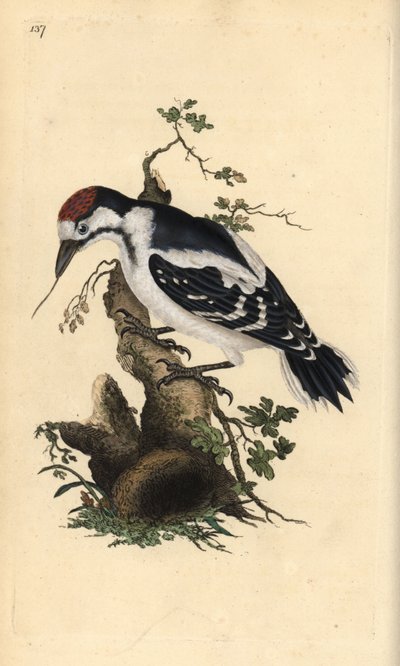 Middle Spotted Woodpecker, Dendrocopos Medius (Handcoloured Copperplate Drawn and Engraved by Edward Donovan from His Own 