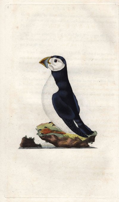 Monk Puffin, Fratercula Arctica. Copper Engraving by Edward Donovan, Published in 