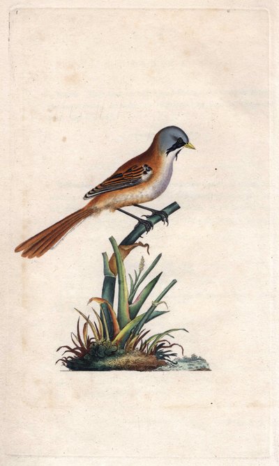 Bearded Reedling, Panurus Biarmicus. Copper Engraving by Edward Donovan, Published in 