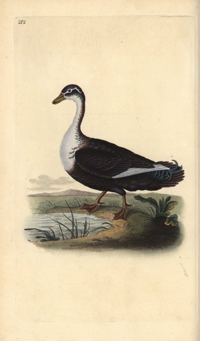 Muscovy Duck, Cairina moschata. Handcoloured copperplate drawn and engraved by Edward Donovan from his Natural History of British Birds, London by Edward Donovan