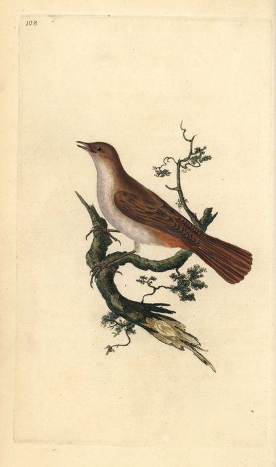 Nightingale by Edward Donovan