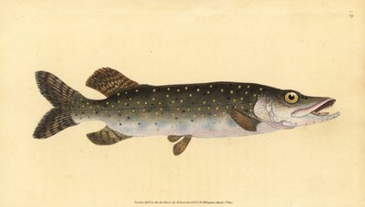 Northern Pike, Esox lucius. Handcoloured Copperplate Drawn and Engraved by Edward Donovan from His Natural History of British Fishes, Donovan and F.C. and J. Rivington, London by Edward Donovan