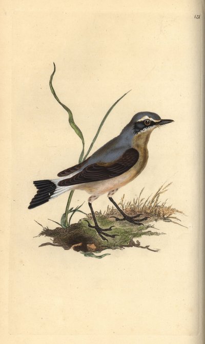 Northern Wheatear by Edward Donovan