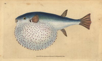 Oceanic puffer, handcoloured copperplate drawn and engraved by Edward Donovan from his Natural History of British Fishes by Edward Donovan