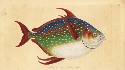Opah or King Fish, Lampris Guttatus. Handcoloured Copperplate Drawn and Engraved by Edward Donovan from His Natural History of British Fishes by Edward Donovan