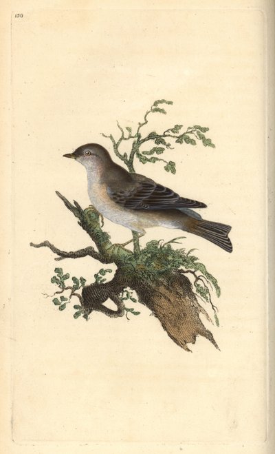 Orphean warbler, Sylvia hydrtensis, or greater pettychaps. Handcoloured copperplate from Natural History of British Birds, London by Edward Donovan