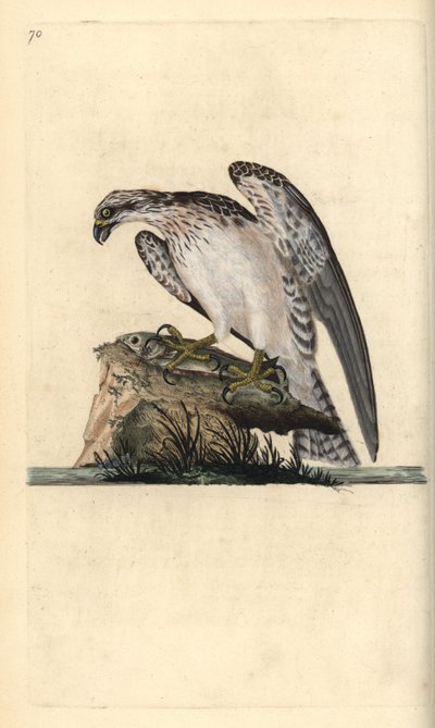 Osprey, Pandion haliaetus, standing on a caught fish. Handcoloured copperplate from Natural History of British Birds, London by Edward Donovan