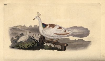 Peafowl Foot, Pavo cristatus, Female with Young by Edward Donovan