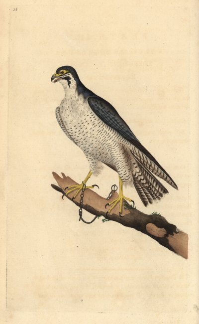 Peregrine falcon, Falco peregrinus, chained to a branch. Handcoloured copperplate from Natural History of British Birds, London by Edward Donovan