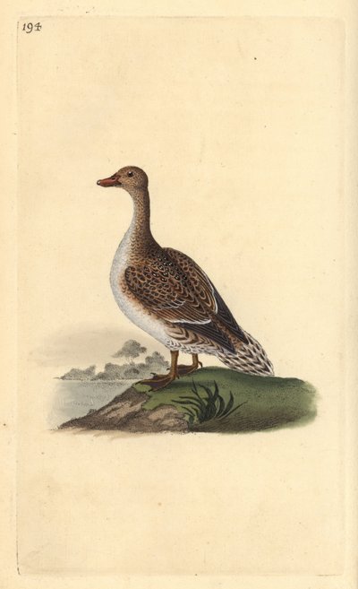 Pintail, Anas acuta, female by Edward Donovan