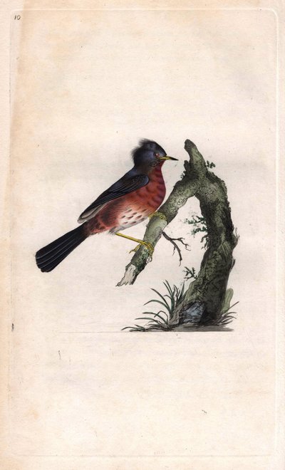 Dartford Warbler, Sylvia undata (Sylvia dartfordiensis). Copper engraving from Histoire naturelle des oiseaux britanniques, London by Edward Donovan