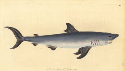 Porbeagle Shark by Edward Donovan