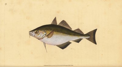 Pouting, Trisopterus Luscus. Handcoloured Copperplate Drawn and Engraved by Edward Donovan from His Natural History of British Fishes by Edward Donovan