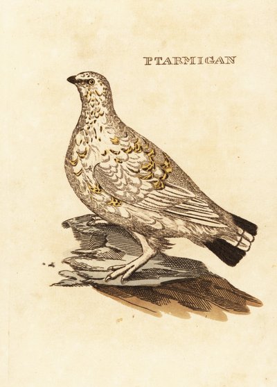 Ptarmigan Grouse or White Game by Edward Donovan