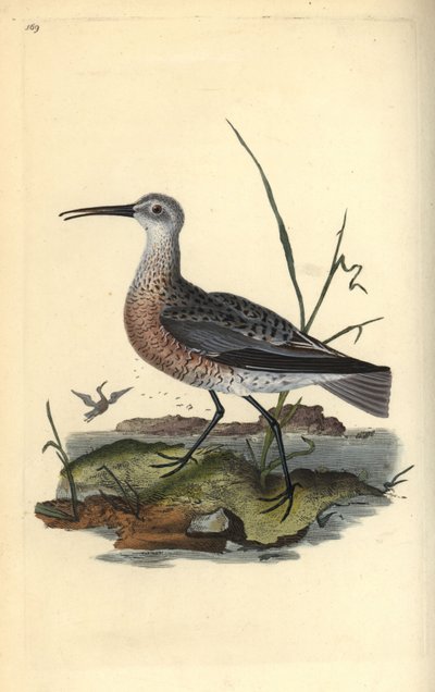Pygmy or Little Curlew, Numenius Minutus (Handcoloured Copperplate Drawn and Engraved by Edward Donovan from His Own 