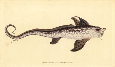 Rabbitfish or Sea Monster, Chimaera Monstrosa. Handcoloured Copperplate Drawn and Engraved by Edward Donovan from His Natural History of British Fishes by Edward Donovan
