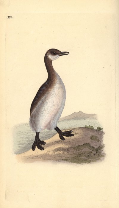Red-necked grebe (female), Podiceps grisegena by Edward Donovan
