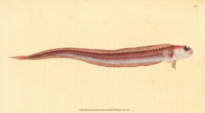 Red bandfish, Cepola macrophthalma by Edward Donovan