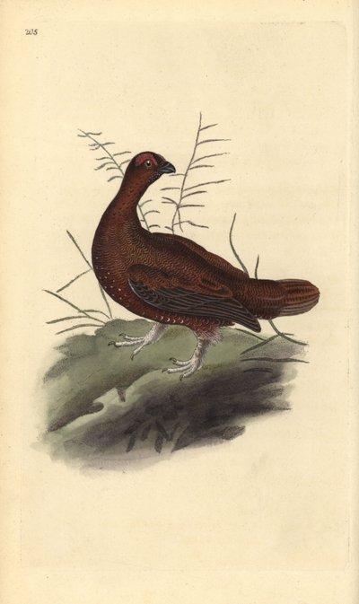 Red grouse, Lagopus lagopus scotica. Handcoloured copperplate from Natural History of British Birds, London by Edward Donovan