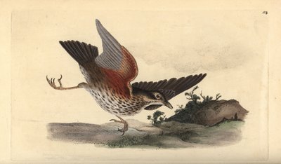 Redwing, Turdus iliacus by Edward Donovan