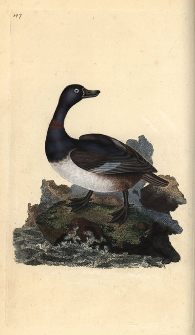 Ring-necked Duck, Aythya collaris. Handcoloured copperplate drawn and engraved by Edward Donovan from his Natural History of British Birds, London by Edward Donovan