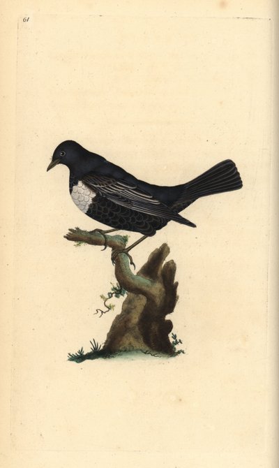 Ring Ouzel, Turdus torquatus. Handcoloured copperplate from Natural History of British Birds, London by Edward Donovan