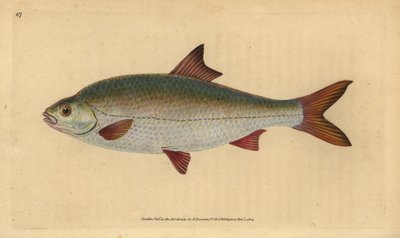 Roach, Rutilus rutilus (Illustration from “Natural History of British Fishes” by Edward Donovan) by Edward Donovan