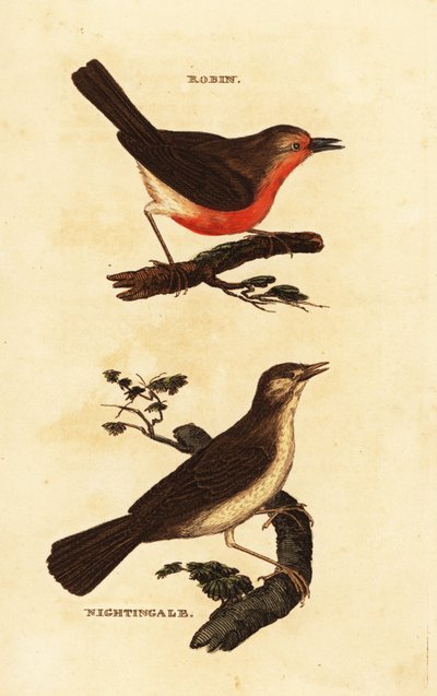 Robin Redbreast and Nightingale by Edward Donovan