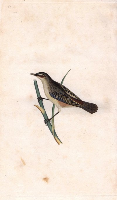 Rod Phragmite. Copper engraving by Edward Donovan from 