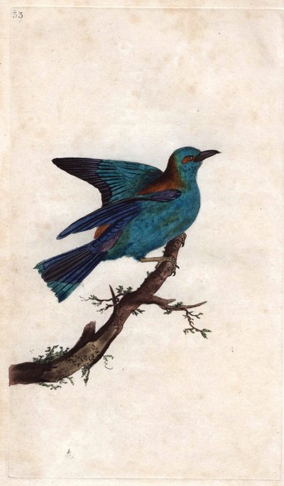 European Roller, Coracias Garrulus. Copper Engraving by Edward Donovan, Published in 