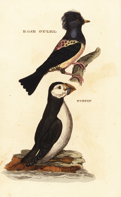 Rosy Starling, Pastor roseus, and Atlantic Puffin, Fratercula arctica by Edward Donovan