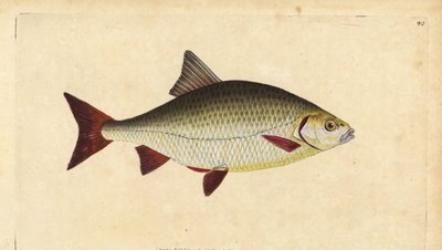 Rudd, handcoloured copperplate drawn and engraved by Edward Donovan from his Natural History of British Fishes by Edward Donovan