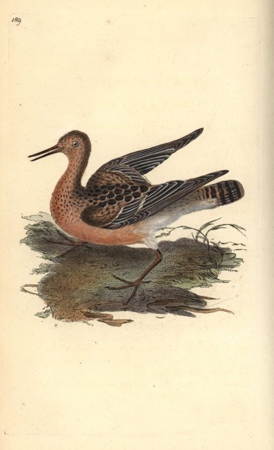 Ruff, Philomachus pugnax, female. Handcoloured copperplate from Natural History of British Birds, London by Edward Donovan