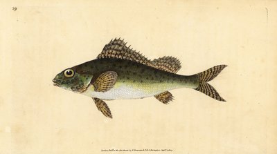 Ruffe, Gymnocephalus cernua by Edward Donovan