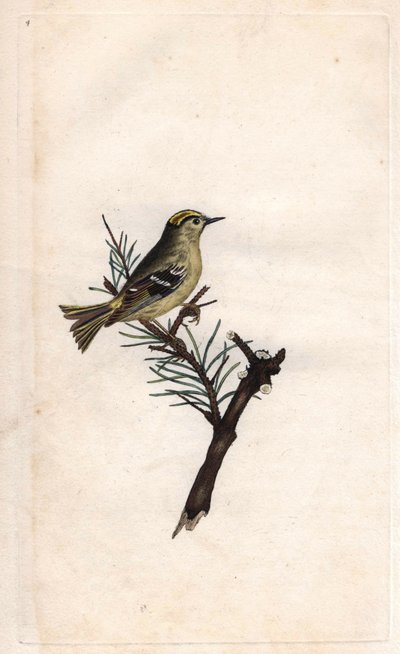 Ruppe King. Regulus regulus by Edward Donovan